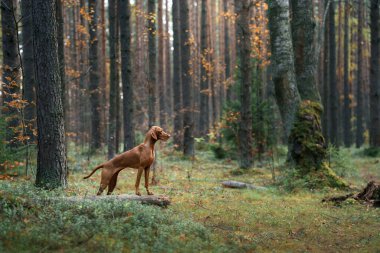 Sonbahar ormanındaki Macar Vizsla 'sı. Yaprak dökülen evcil hayvan. Doğadaki atmosferik fotoğraf