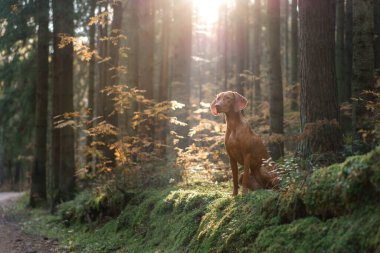 Sonbahar ormanındaki Macar Vizsla 'sı. Yaprak dökülen evcil hayvan. Doğadaki atmosferik fotoğraf
