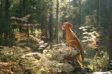 Sonbahar ormanındaki Macar Vizsla 'sı. Yaprak dökülen evcil hayvan. Doğadaki atmosferik fotoğraf