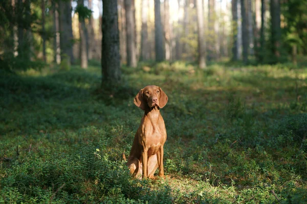 Węgierski Vizsla Jesiennym Lesie Pet Leaf Fall Atmosferyczne Zdjęcie Przyrodzie — Zdjęcie stockowe