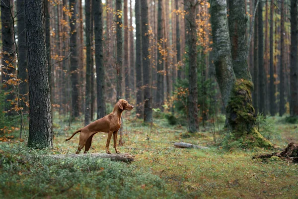 Венгерская Визла Осеннем Лесу Животное Листопадении Атмосферное Фото Природе — стоковое фото