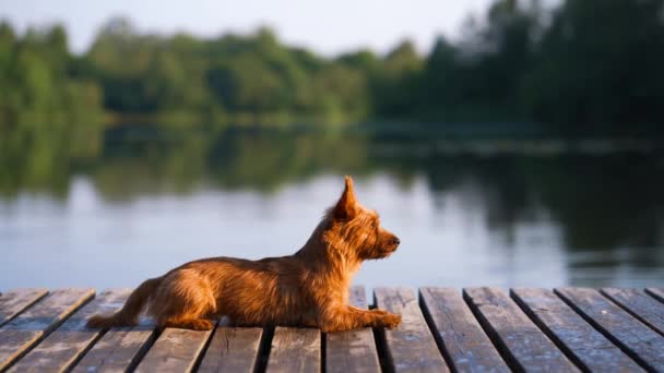 桟橋にオーストラリアのテリア 湖で犬を散歩 ペットは自然の中で休んでいます — ストック動画