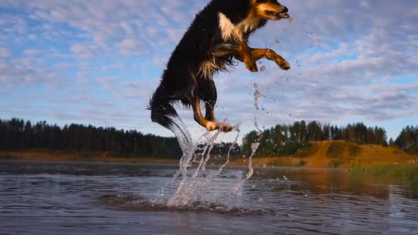 Σκύλος Στο Νερό Ενεργός Συνοριακός Κόλεϊ Στη Λίμνη Κατοικίδια Ζώα — Αρχείο Βίντεο