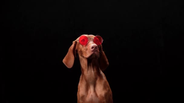 Hund Mit Roter Brille Schöne Ungarische Vizsla Auf Schwarzem Hintergrund — Stockvideo