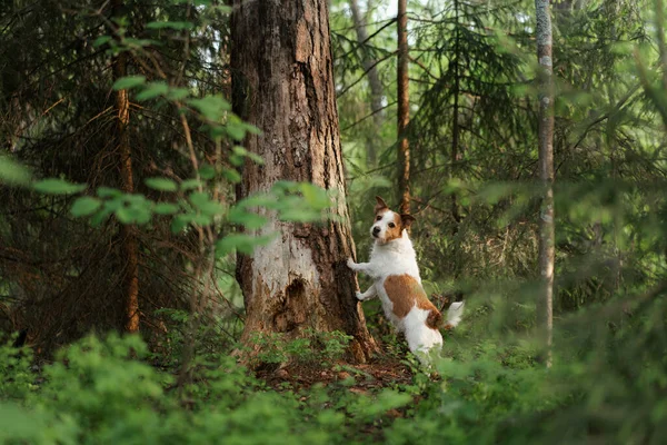 Hund Wald Mit Einem Haustier Spazieren Gehen Jack Russell Terrier — Stockfoto