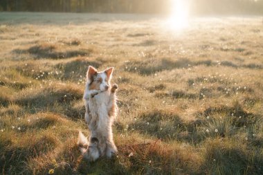 Neşeli köpek pençelerini sallıyor. Mutlu sınır çoban köpekleri doğada, gün doğumunda ormanda