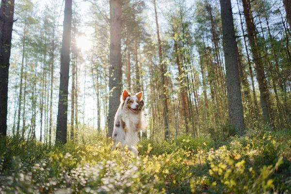 喜んで犬の足を振っている 森の中の日の出に自然の中で幸せな境界線の衝突 — ストック写真