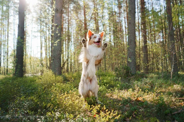 joyful dog waving its paws. Happy border collie in nature, at sunrise in the forest