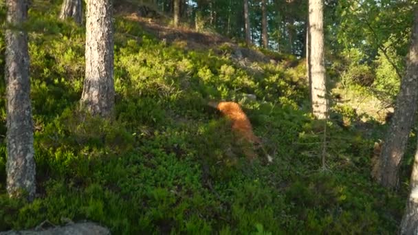 Roter Hund Sommerwald Nova Scotia Enten Retriever Der Natur Lustig — Stockvideo