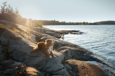 Deniz kıyısındaki köpek. Nova Scotia ördek gişe hasılatı Gün batımında manzarada