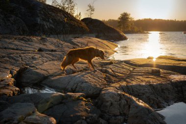 Deniz kıyısındaki köpek. Nova Scotia ördek gişe hasılatı Gün batımında manzarada