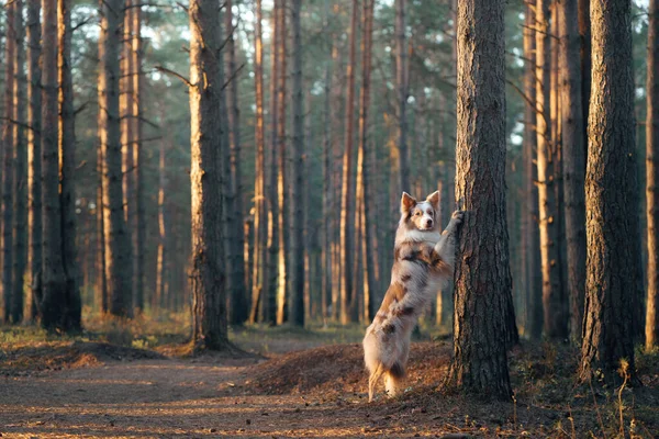 Perro Puso Sus Patas Árbol Activa Mascota Paseo Feliz Collie — Foto de Stock
