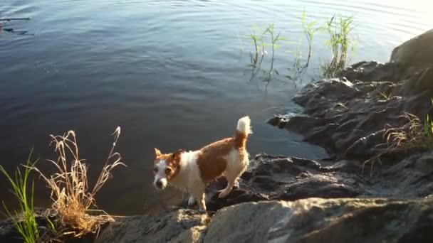 Счастливая Собака Играет Воды Копает Активный Джек Рассел Терьер — стоковое видео