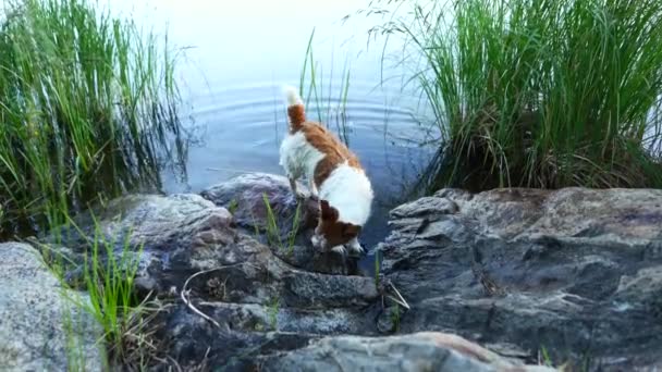 Happy Dog Plays Water Digs Active Jack Russell Terrier — Stock Video