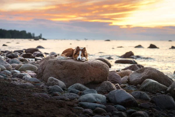 Собака Лежит Камне Море Отпуск Домашним Животным Красно Белая Колли — стоковое фото