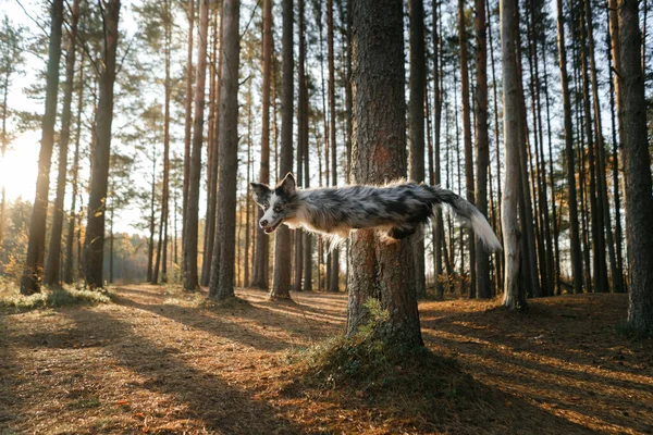 Perro Empuja Salta Del Árbol Activa Mascota Paseo Feliz Collie —  Fotos de Stock