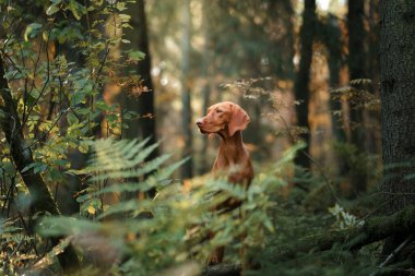 Sonbahar ormanındaki Macar Vizsla 'sı. Yaprak dökülen evcil hayvan. Doğadaki atmosferik fotoğraf