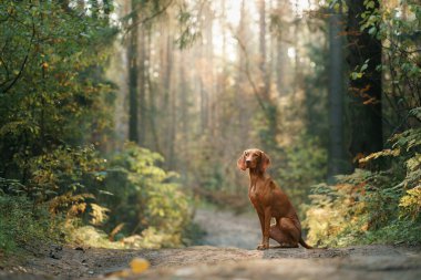 Sonbahar ormanındaki Macar Vizsla 'sı. Yaprak dökülen evcil hayvan. Doğadaki atmosferik fotoğraf