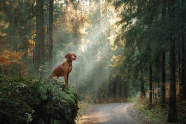 Sonbahar ormanındaki Macar Vizsla 'sı. Yaprak dökülen evcil hayvan. Doğadaki atmosferik fotoğraf