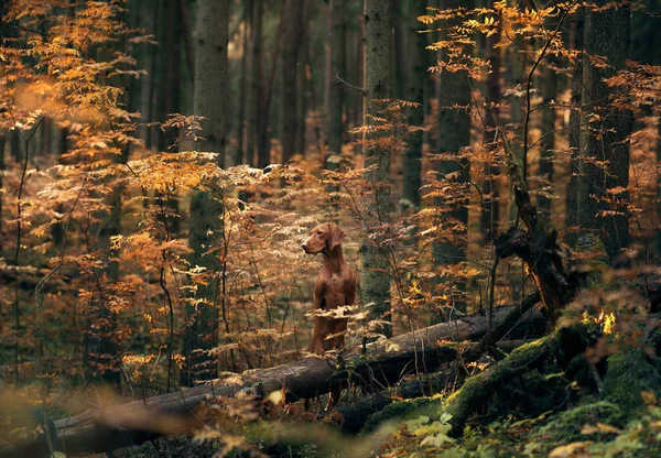 Sonbahar Ormanındaki Macar Vizsla Yaprak Dökülen Evcil Hayvan Doğadaki Atmosferik — Stok fotoğraf