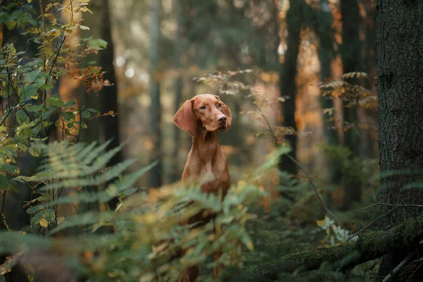 Ungarisches Vizsla Herbstwald Haustier Laubfall Stimmungsvolles Foto Der Natur — Stockfoto
