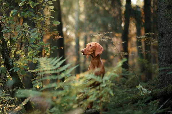 Węgierski Vizsla Jesiennym Lesie Pet Leaf Fall Atmosferyczne Zdjęcie Przyrodzie — Zdjęcie stockowe