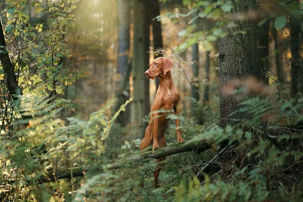Ungerska Vizsla Höstskogen Sällskapsdjur Löv Faller Atmosfäriskt Foto Naturen — Stockfoto