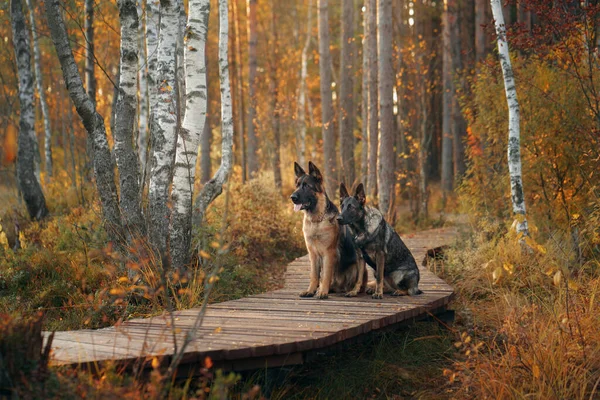 two dogs sit together on a wooden path in the forest. Beautiful German and East European Shepherd Dogs in nature