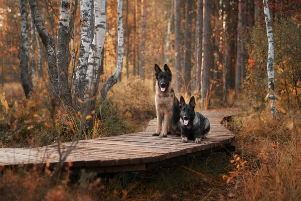Δύο Σκυλιά Κάθονται Μαζί Ένα Ξύλινο Μονοπάτι Στο Δάσος Όμορφη — Φωτογραφία Αρχείου