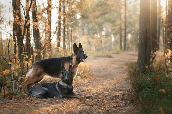 two dogs sit together on a path in the forest. Beautiful German and East European Shepherd Dogs in nature in autumn