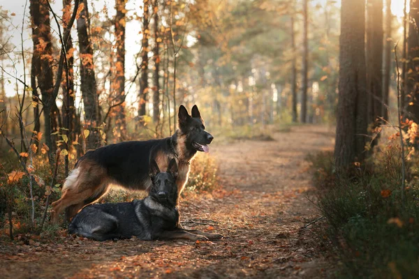 Zwei Hunde Sitzen Zusammen Auf Einem Waldweg Schöne Deutsche Und — Stockfoto