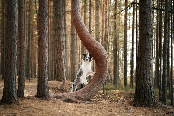 Doğadaki Köpek Sonbahar Havası Yapraklı Çoban Köpeği Sonbahar Ormanına Düşer — Stok fotoğraf