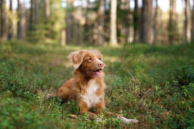 Sonbahar ormanındaki köpek. Nova Scotia Duck Tolling Retriever. Sonbaharda doğa yürüyüşü için evcil hayvan.