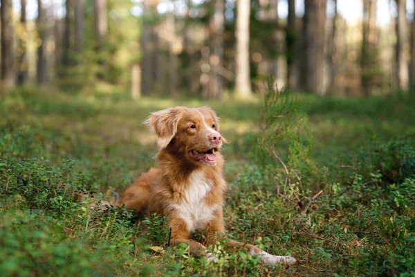 Σκύλος Στο Φθινοπωρινό Δάσος Ανάκτηση Διοδίων Νέας Σκωτίας Ντακ Κατοικίδιο — Φωτογραφία Αρχείου
