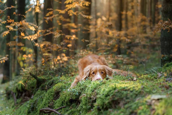 Chien Dans Forêt Automne Nouvelle Écosse Duck Tolling Retriever Animaux — Photo