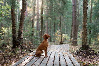 Macar Vizsla 'sı sonbahar ormanında tahta bir patikada. Yaprak dökülen evcil hayvan. Doğadaki atmosferik fotoğraf