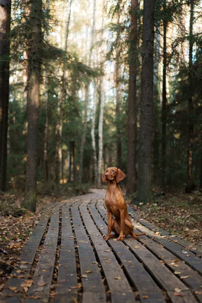 ハンガリーのVizslaは 秋の森の中の木製の道にあります 葉の秋にペット 自然の中での大気写真 — ストック写真