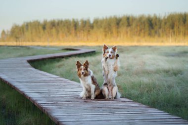 Neşeli köpek pençelerini sallıyor başka bir köpek izliyor. Mutlu sınır köpekleri doğada, gün doğumunda ormanda tahta yolda.