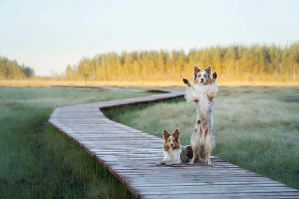 Glad Hund Viftar Med Tassarna Annan Hund Tittar Glad Gräns — Stockfoto