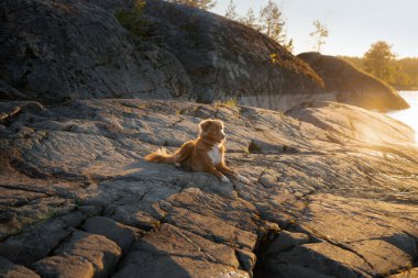 Deniz kıyısındaki köpek. Nova Scotia ördek gişe hasılatı Gün batımında manzarada