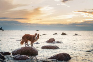Denizde bir taşın üzerindeki köpek. Evcil bir hayvanla tatile. Kırmızı ve beyaz kenarlı çoban köpeği