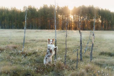 Köpek pençelerini ağaca dayadı. Yürüyüşe çıkmış aktif bir hayvan. Mutlu sınır çoban köpekleri