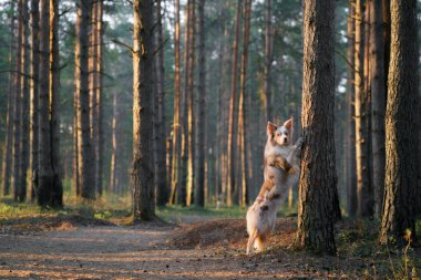 Köpek pençelerini ağaca dayadı. Yürüyüşe çıkmış aktif bir hayvan. Mutlu sınır çoban köpekleri