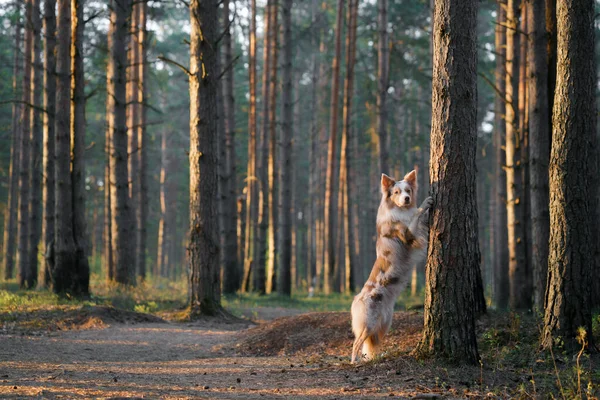 Perro Puso Sus Patas Árbol Activa Mascota Paseo Feliz Collie — Foto de Stock