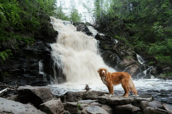 dog at the waterfall. Nova Scotia Duck Tolling Retriever standing on a stone in nature.