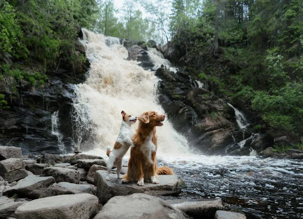 Şelaledeki Köpek Küçük Cesur Jack Russell Terrier Nova Scotia Ördek — Stok fotoğraf