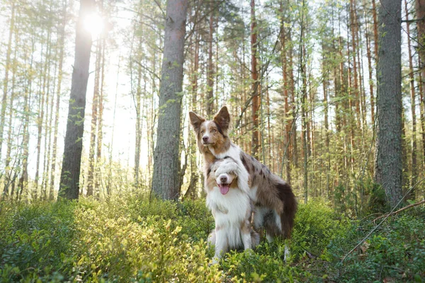 dogs hug. Two cute border collies in the park in summer