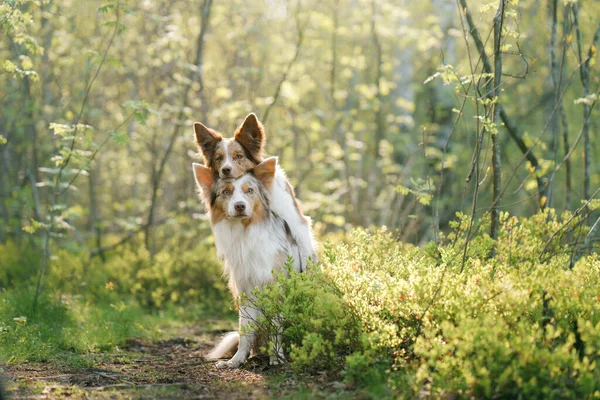 Hunde Umarmen Sich Zwei Süße Border Collies Sommer Park — Stockfoto