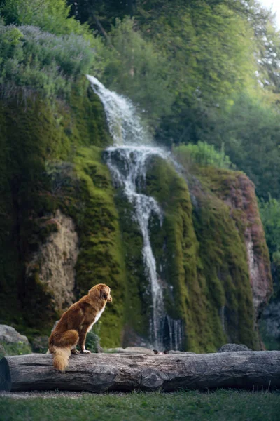 dog at the waterfall. Nova Scotia Duck Tolling Retriever standing in nature.