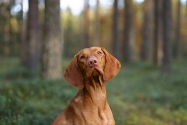 Sonbahar ormanındaki Macar Vizsla 'sı. Yaprak dökülen evcil hayvan. Doğadaki atmosferik fotoğraf